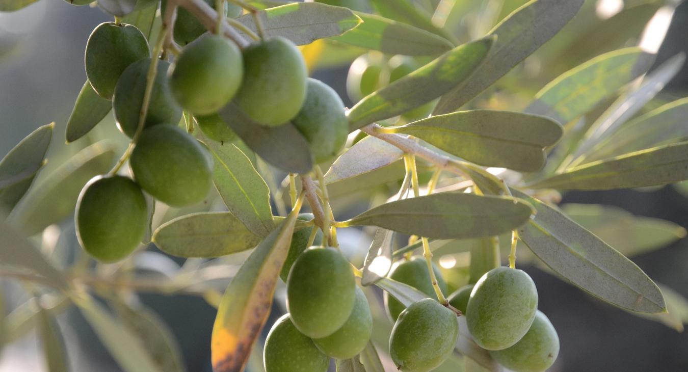 Olive